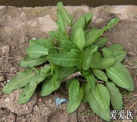 这是牛耳大黄.根可入药.