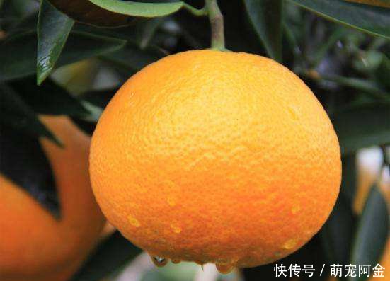 成语南橘什么_成语故事简笔画