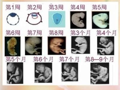 三个月的胎儿有多大 怀孕三个月胎儿图