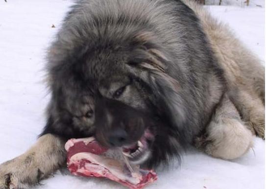 面对狼群,高加索犬奋勇出击,它们为战斗而生,从来不会退缩逃离.