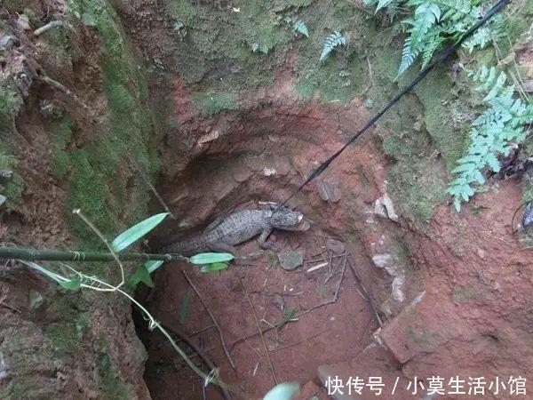 男子野外设陷阱抓捕猎物，提上来一物立即掏出手机报警