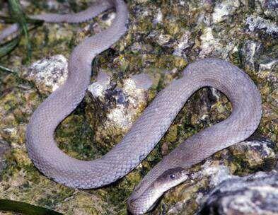 地球上10大不再濒临灭绝的动物,大熊猫上榜,第