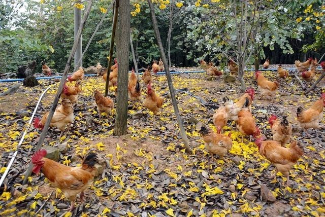 宝宝拉肚子,不消化,食欲不好,有它帮忙,保管有效