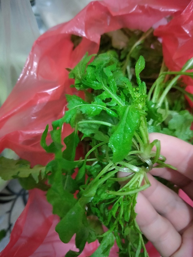 孕妇可以吃鸡鸡菜吗?_360问答