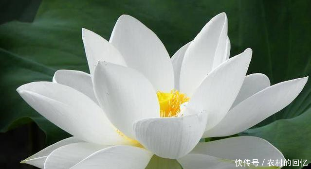 2018年种植什么中药材最赚钱种植未来5年将稀