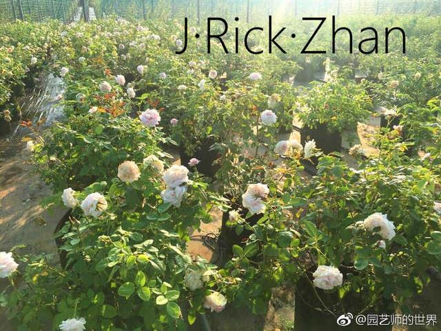 哪种茶花适合种在庭院 t01cc7ca82b7712da96.jpg?size=640x480