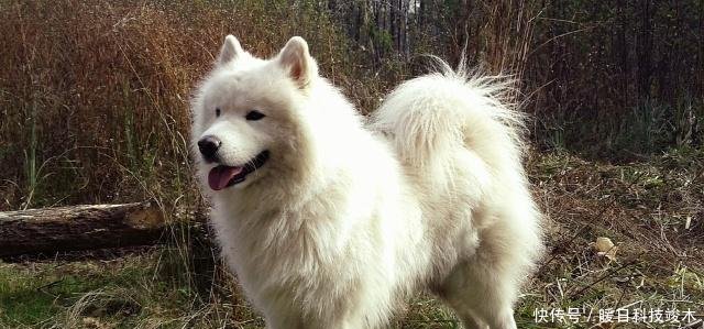 好看的狗品种|6只颜值高性格好的狗子,你家爱犬