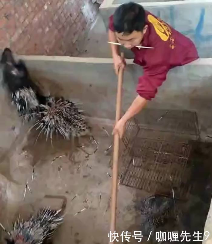 小伙放弃白领工作不干,回农村养“它”单只价值千元,年赚百万