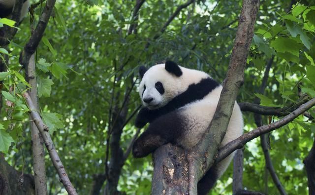 成都看熊猫最佳去处:面积很大,可近距离感受熊