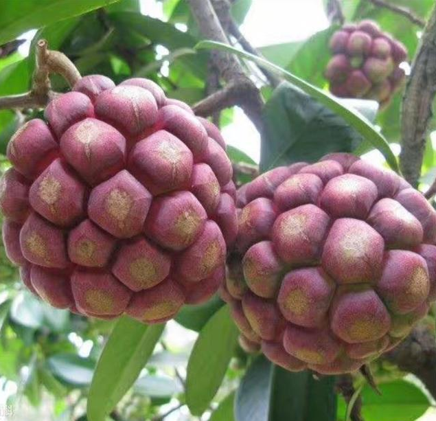 砍掉50亩砂糖橘种 黑老虎 , 妻子要离婚, 几年后