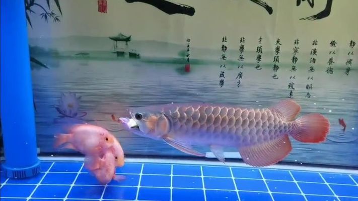 贺兰县德胜乐家水族家具店（贺兰县德胜乐家水族家具店电话）