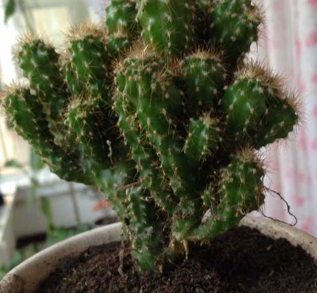 这是仙人掌类植物的哪一种, 叫什么名字?