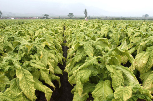 世界上第一例转基因植物在美国培植成功是哪一