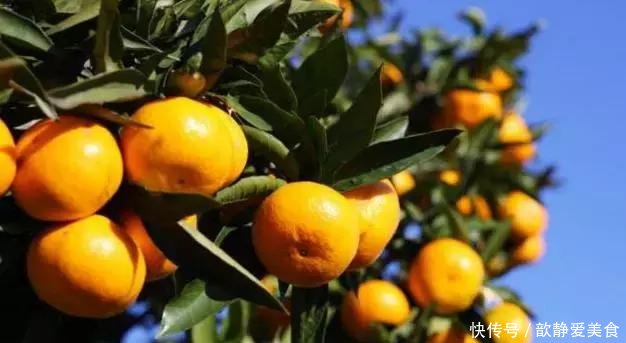 10款柑橘品种介绍
