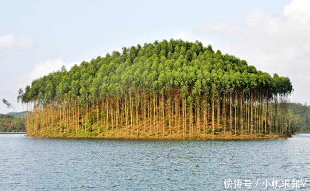 世界上最高的树,是澳洲的“霸王树”还是美国的“亥伯龙神”?