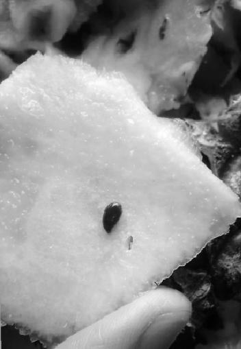 菠萝里面的黑籽是什么?_360问答