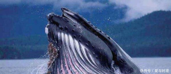 小版深海巨妖的真身, 比蓝鲸大100倍的生物, 长