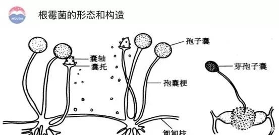能引起粮食霉烂的根霉菌,为什么说是酿酒大功臣? 白金会