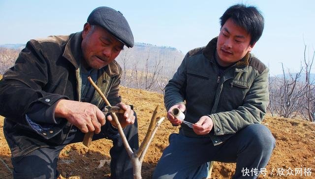 提高果树嫁接成活率的六个方法,你用对了几个