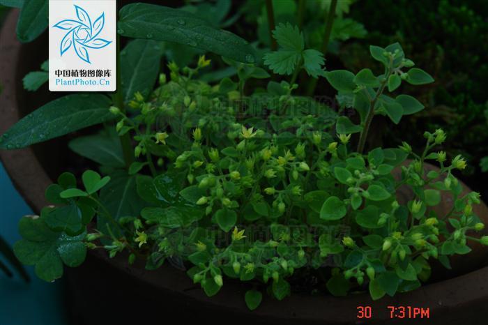 繁缕叶景天图片