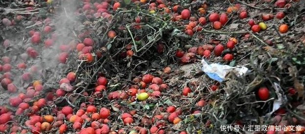 城里卖到10多块一斤的圣女果,农村大叔用它做