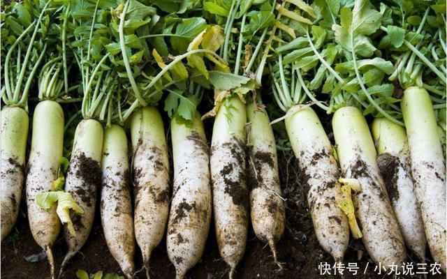 农村大姐真争气,靠种萝卜赚大钱!