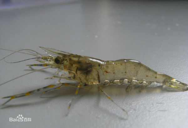 有种俗称大眼贼的虾学名叫什么?_360问答