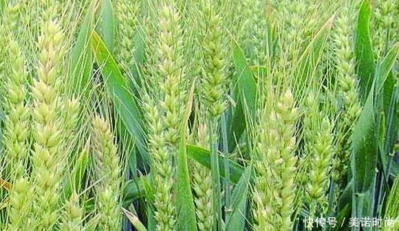 山羊草对小麦生长的影响很大,采用科学的方法