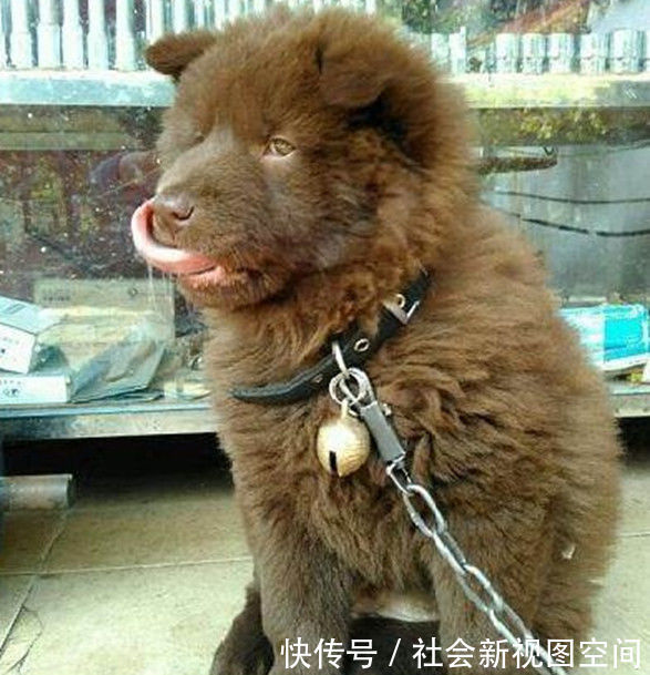 女子上街花150买了一只小土狗,回家养一个月后