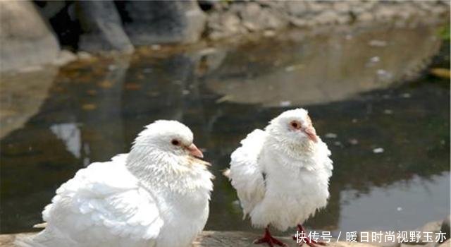 鸽是鸽子的鸽