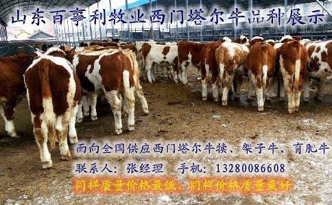 苍南纯种西门塔尔牛养殖场哪里卖肉牛崽