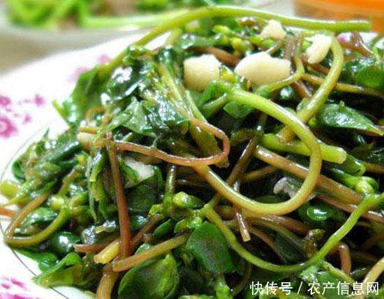 马齿笕: 农村一种可以治毒蛇和蜈蚣咬的中草药