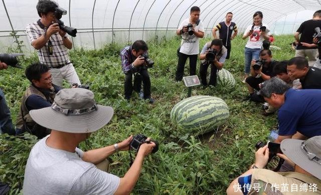 农村大爷种出了100斤的大西瓜，如何处理成了难题！