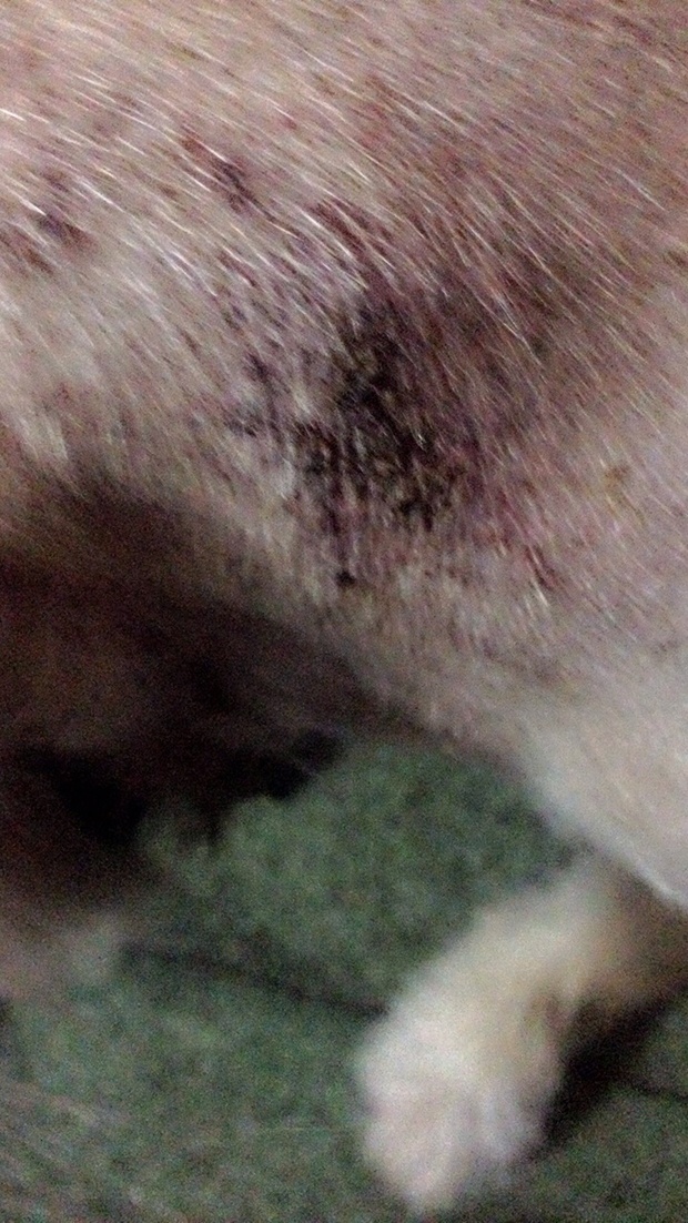 狗狗身上有好几块这样的,很像痂,是皮肤病吗?