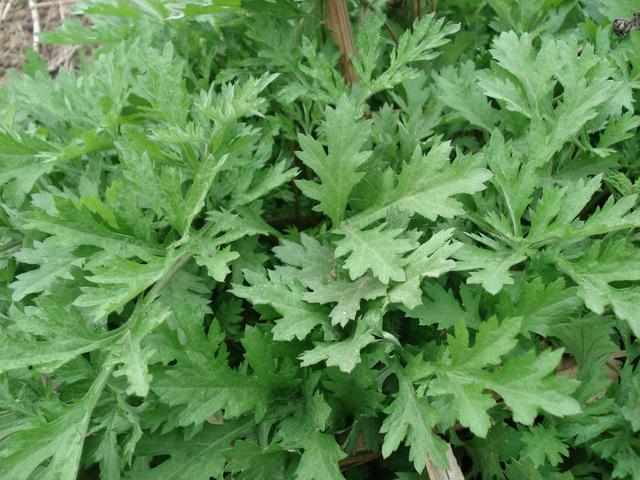 小时候在农村经常见到的植物,现在可算知道叫