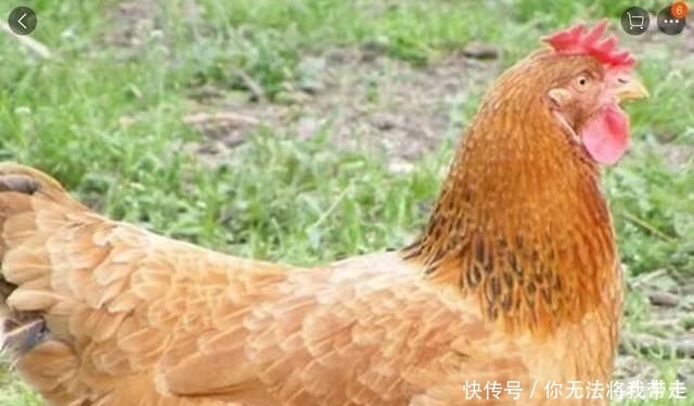 山地出租20元一亩