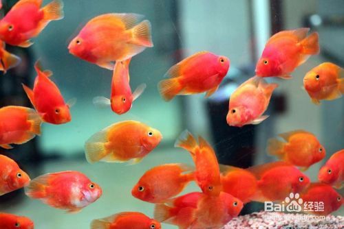 1米魚缸用多少瓦水泵夠用（1米魚缸用多少瓦水泵夠用呢）