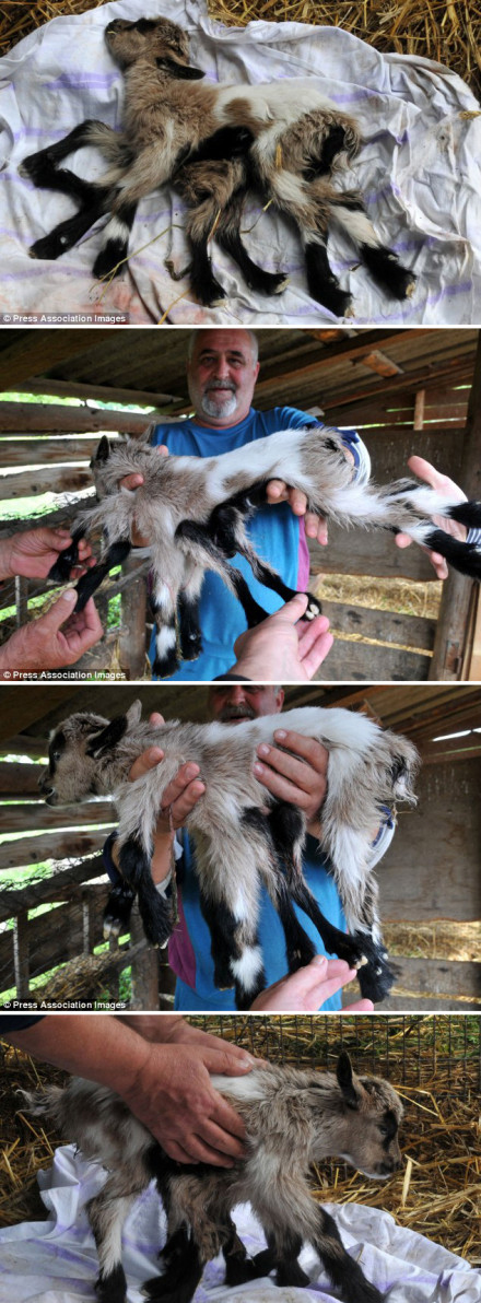 奇葩八腿小山羊,竟是发育变异的结果-大河论坛