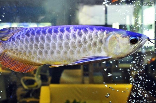 烏魯木齊哪里買魚缸的地方多啊知乎（烏魯木齊哪里買魚缸的地方多啊知乎）