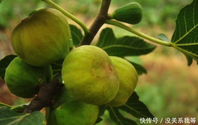 无花果的种植与管理 视频 t01dc784849aad6f1cb.jpg