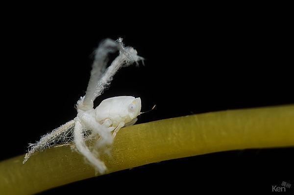 子?】栀子花上发现的,通体白色,有点象蜘蛛样