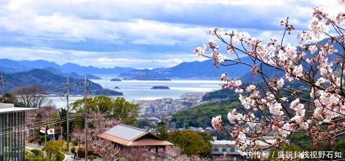 2019日本赏樱攻略6条樱花线,一片花瓣都不放