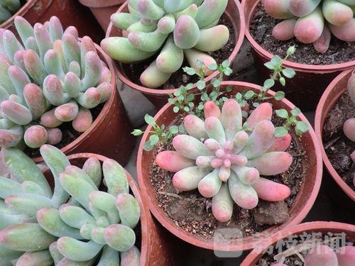 多肉植物能吃么 t01ddd31033b81962e3.jpg?size=500x375