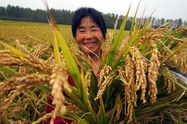 农村水稻种植补贴,种多少补多少,农民直呼有动