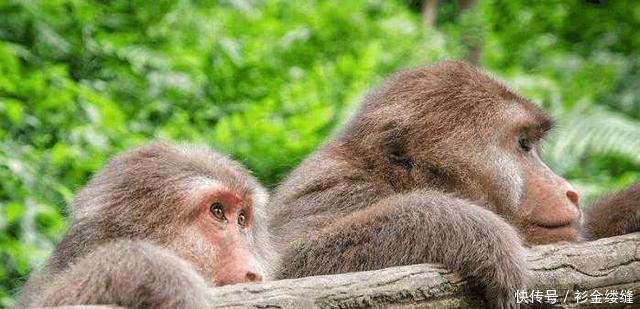 特别粘人的猴子，峨眉山最独特的风景之一，它最怕的东西是这个！