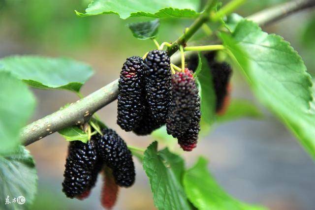 什么是阴虚?一篇文章讲清楚,附调理阴虚的10种