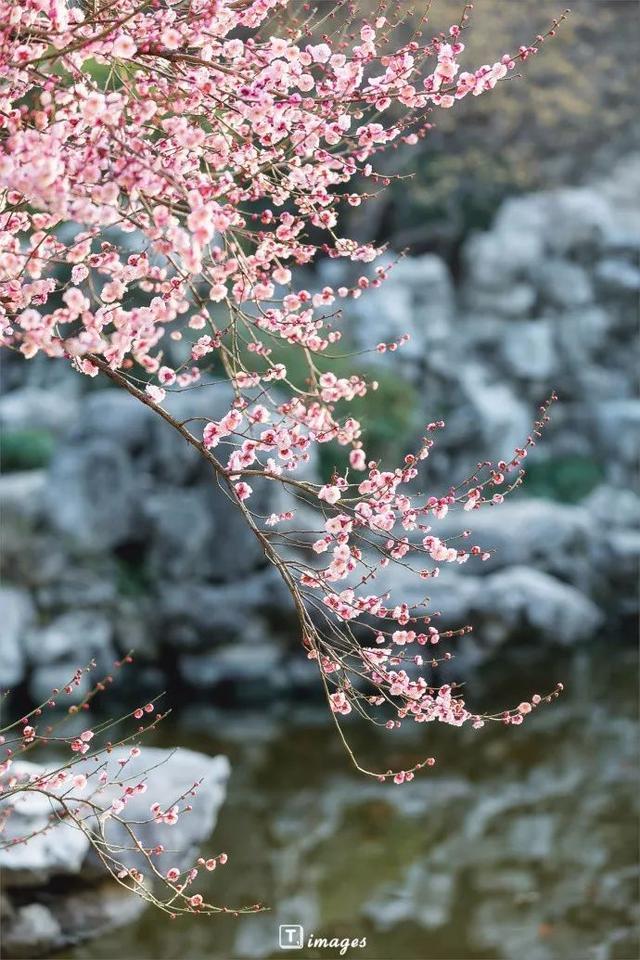 江浙沪又一网红打卡地!有轨电车穿过海棠花海,2元直达太湖