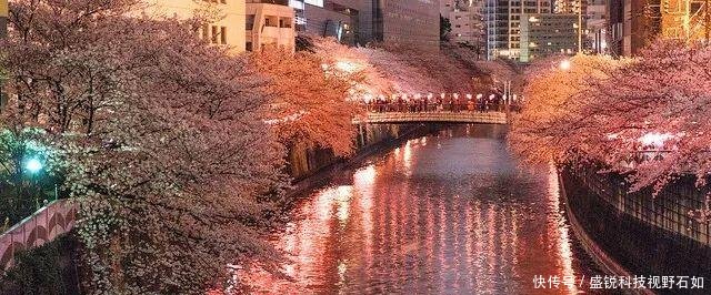 2019日本赏樱攻略6条樱花线,一片花瓣都不放