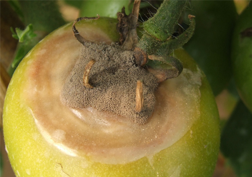 【栽培技术管理】大棚番茄出现灰霉,该如何防