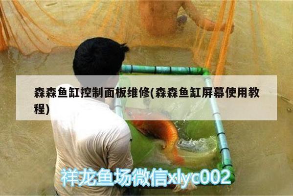 1米魚缸適合養(yǎng)什么魚新手（1米魚缸適合養(yǎng)什么魚新手魚）